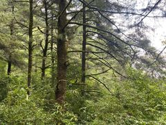 -苍山感通索道