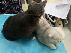 -纳吉亚猫专科动物诊疗中心(蒋宅口分院)