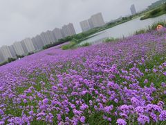 -洋湖国家湿地公园