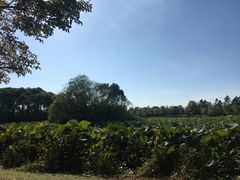 -艾溪湖湿地公园