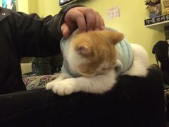 -猫色咖啡·猫咖