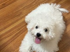 -翊宠yipet猫狗购宠庄园