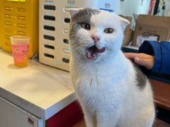 -猫小院猫主题餐厅(南锣旗舰店)