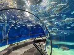 -上海海洋水族馆