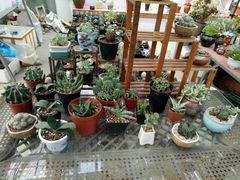 -龙大花卉苗木市场