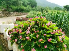 -大岭沟猕猴桃谷风景区