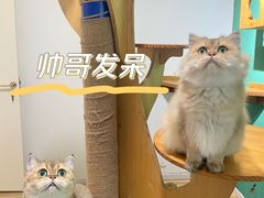 -柚子猫舍·精品猫舍购猫·猫咪认养·购宠·宠物店
