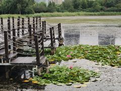 -群力丁香公园