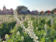 -松山湖梦幻百花洲