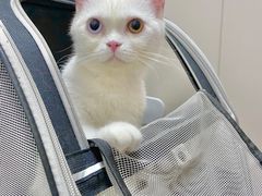 -创凡宠物医院·骨专科  猫科中心(西乡分院)