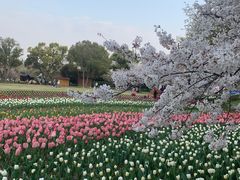 -苏州上方山国家森林公园