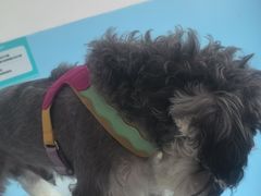 -瑞派福兴宠物医院犬猫全科·骨科·中西医结合(河东店)