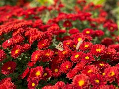 -野鸭湖国家湿地公园