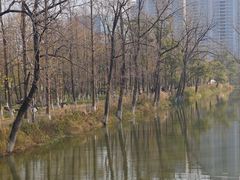 -洋湖国家湿地公园