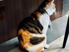 -Again Coffee Roaster(香蜜湖店)