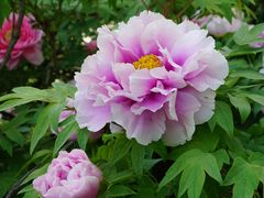 -洛阳市隋唐城遗址植物园