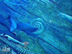 -芜湖新华联大白鲸海洋公园