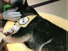 -逗柴咖啡屋·狗咖猫咖宠物桌游