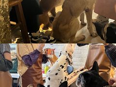 -萌喵宠狗爱心宠咖