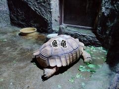 -青青世界