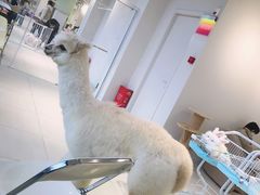 -怪兽屋·羊驼·猫咖·狗咖(俊华广场店)
