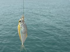 -小猫钓鱼海钓俱乐部(椰梦长廊店)