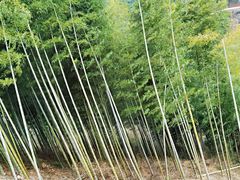 -岣嵝峰国家森林公园