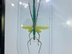 -上海昆虫博物馆