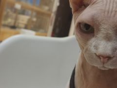 -藏猫猫咖啡主题馆(中央大道店)