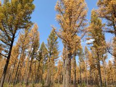 -塞罕坝国家级自然保护区