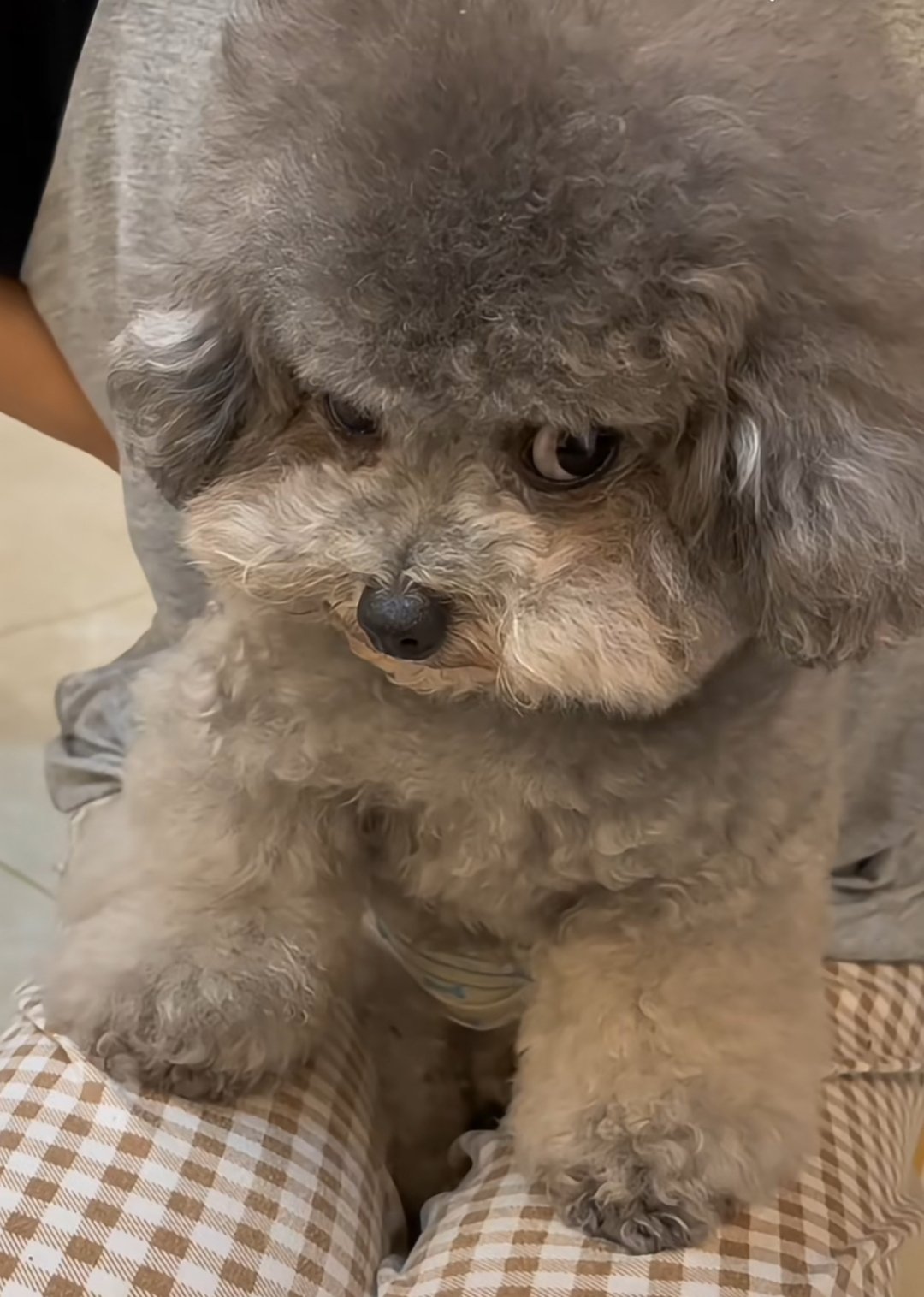 瞪什么动物