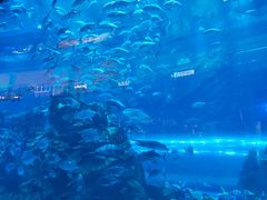 -迪拜水族馆及水下动物园