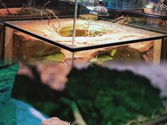 -帕帕拉兹宠物(亚洲旗舰店)