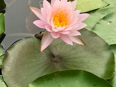 -苏州金鸡湖大酒店