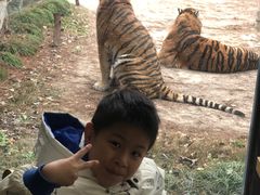 -上海野生动物园老虎餐厅