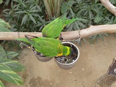 -南宫五洲植物乐园