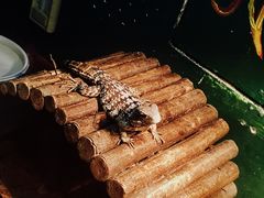 景点-上海大自然野生昆虫馆