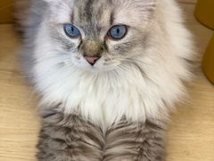 -有喵·猫咖·狗咖·30几只猫10只小狗(岗厦店)