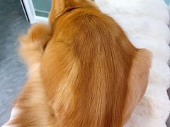 -爱洗澡的猫(望京店)