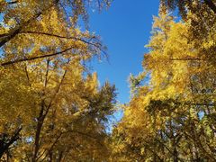 -三里屯东五街银杏大道