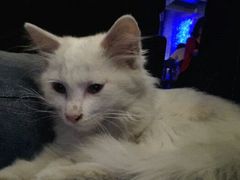 android_upload_pic-Sirena海妖日咖夜酒