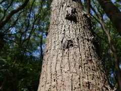 -上海佘山国家森林公园天马山园