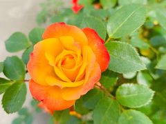 -呼吸森林·生态农庄农家乐私房菜