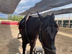 -北京群众马术培训基地