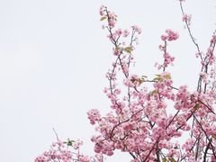 -天适樱花悠乐园