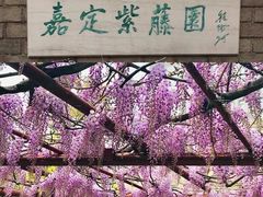 -嘉定紫藤园