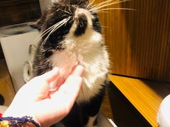 -more than meow吴止猫主题餐厅(承德 中船汇店)