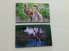 -盐城丹顶鹤湿地生态旅游区