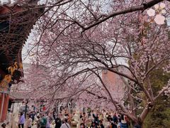 -桃花堤公园