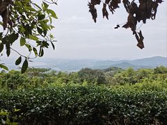 -东莞市大岭山森林公园
